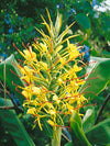 Amber and Ginger Lily Fragrant Oil