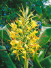 Amber and Ginger Lily Fragrant Oil