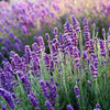 British Lavender Fragrant Oil