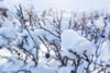 Cotton Snow Fragrant Oil