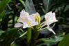 野薑花香精