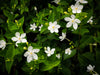 Lily Fragrant Oil