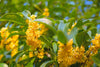 Osmanthus Fragrant Oil