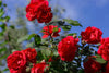 Rose Fragrant Oil