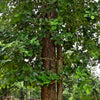 Sandalwood Fragrant Oil
