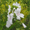 White Musk Fragrant Oil