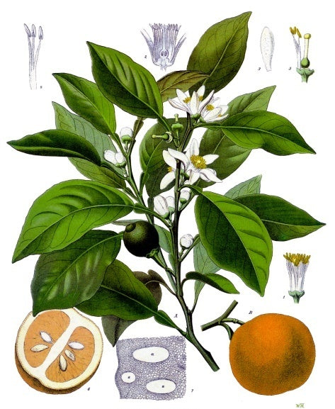 橙花精油 – Savon Workshop HK